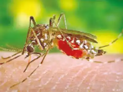 Health experts ask government to require dengue reporting