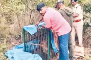 Leopard caught near Gandipet