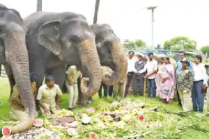 Nehru Zoo celebrates World Elephant Day with special feast for elephants