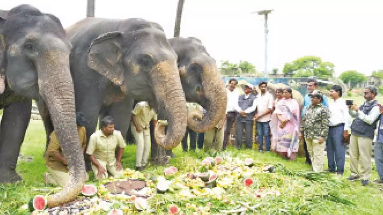 Nehru Zoo celebrates World Elephant Day with special feast for elephants