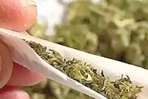 Police catch person with 16 kg of marijuana