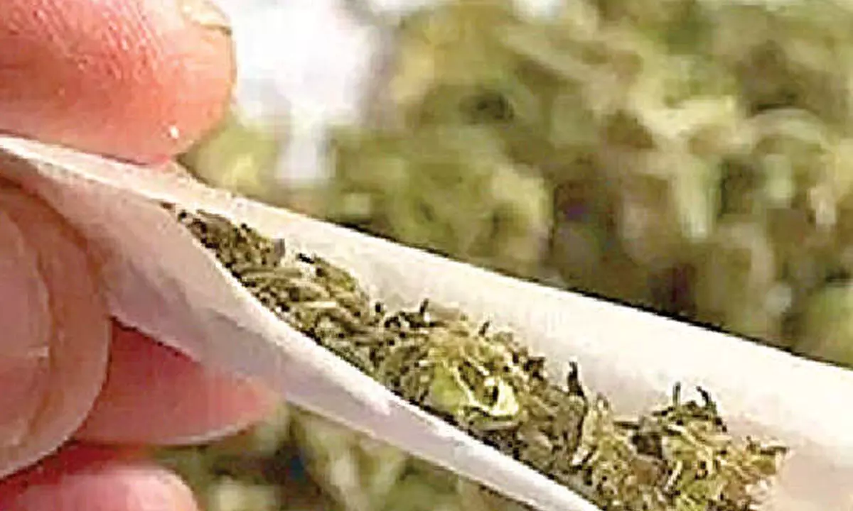 Police catch person with 16 kg of marijuana