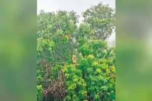 Rangareddy gets 448.8 mm of rain
