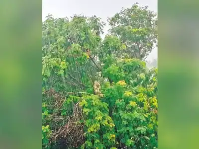 Rangareddy gets 448.8 mm of rain