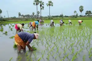 Telangana government updates Rythu Bima and changes eligibility rules