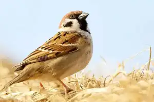 3K run held on World Sparrow Day