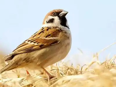 3K run held on World Sparrow Day