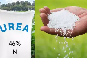 Farmers in Peddakottapally Climb Gates to Get Urea