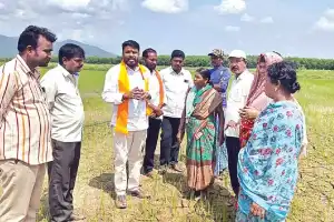 Farmers in Tallada face severe urea shortage