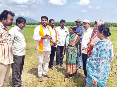 Farmers in Tallada face severe urea shortage