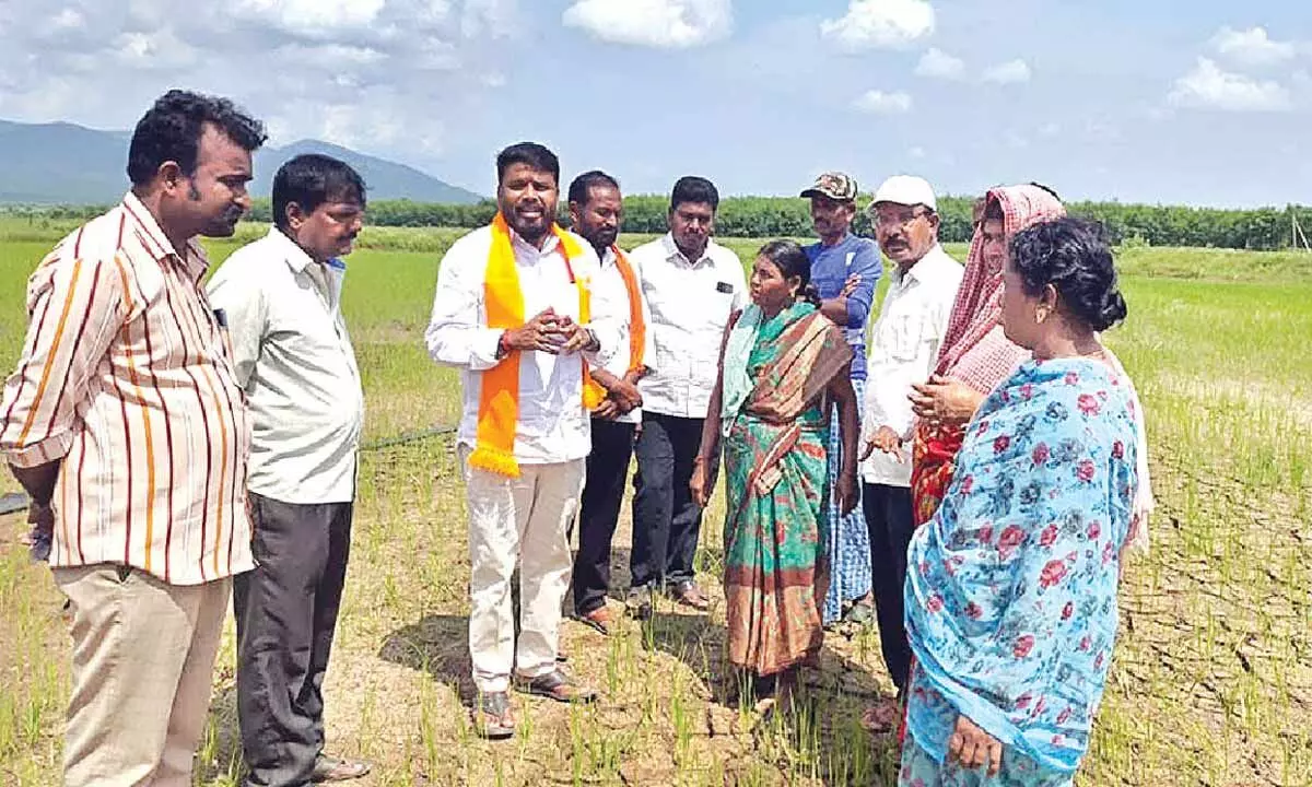 Farmers in Tallada face severe urea shortage