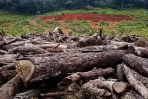 Forest department clarifies tree cutting rules