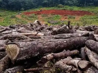 Forest department clarifies tree cutting rules