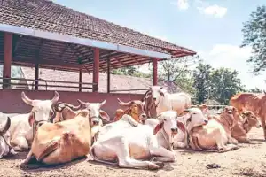 Government introduces new policy to improve animal care and rural economy