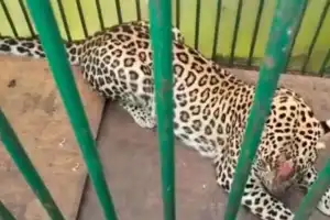 Leopard Caught After Two-Month Search in Mahabubnagar