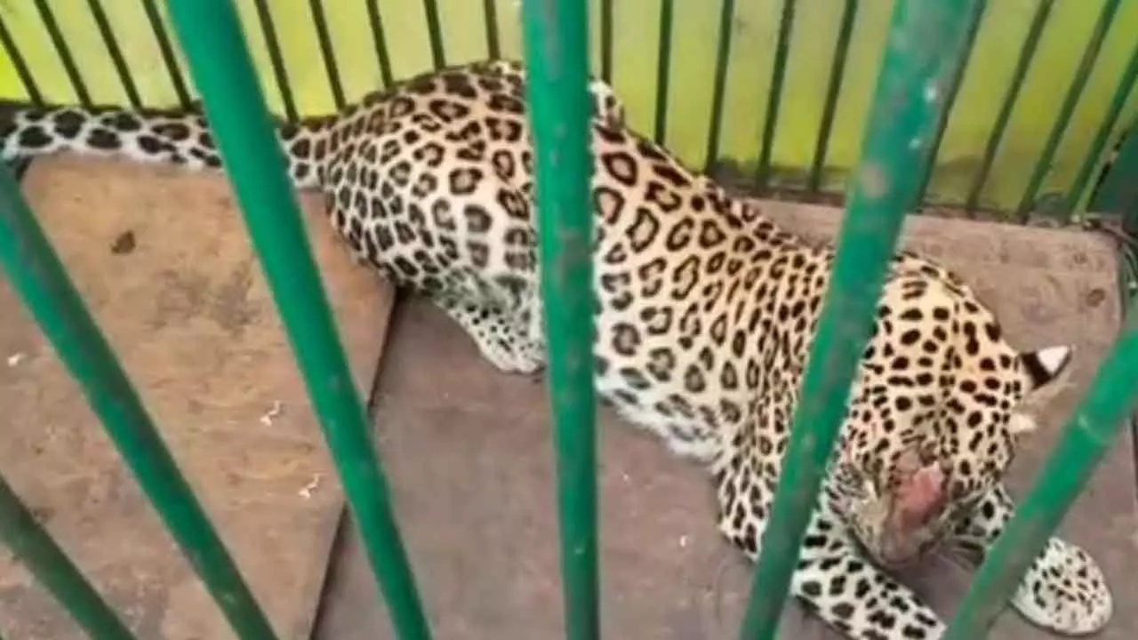 Leopard Caught After Two-Month Search in Mahabubnagar
