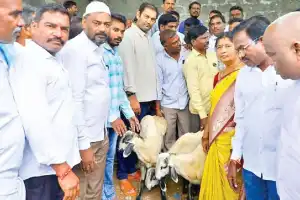 New weekly market at Kaverammepet helps mutton sellers