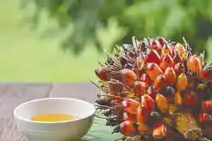Revanth to open palm oil factory in Siddipet soon