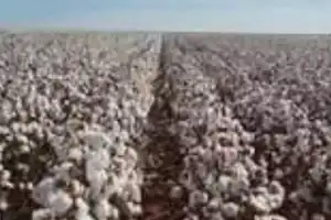 Cotton Purchase Delays Hurt Farmers as Prices Stay Low