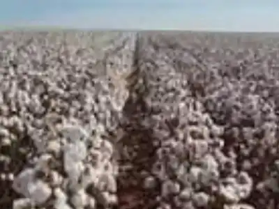 Cotton Purchase Delays Hurt Farmers as Prices Stay Low