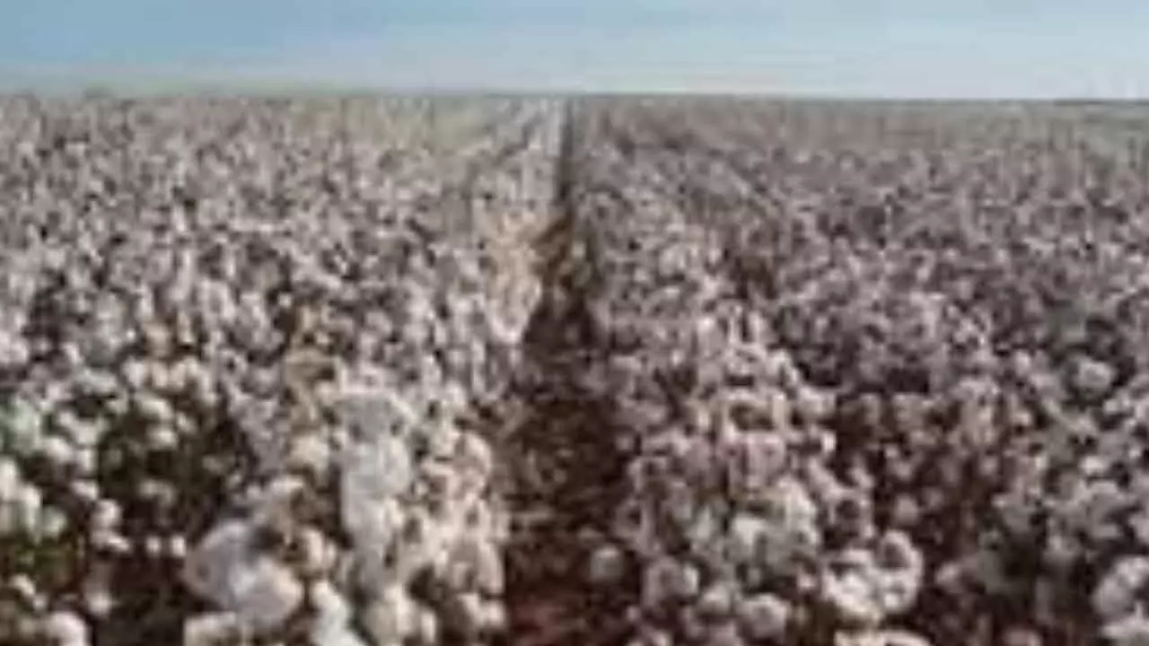 Cotton Purchase Delays Hurt Farmers as Prices Stay Low