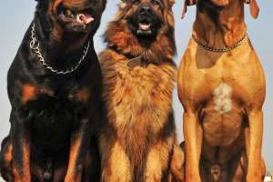 Hyderabad to hold India's first dog bravery awards