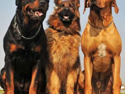 Hyderabad to hold India’s first dog bravery awards