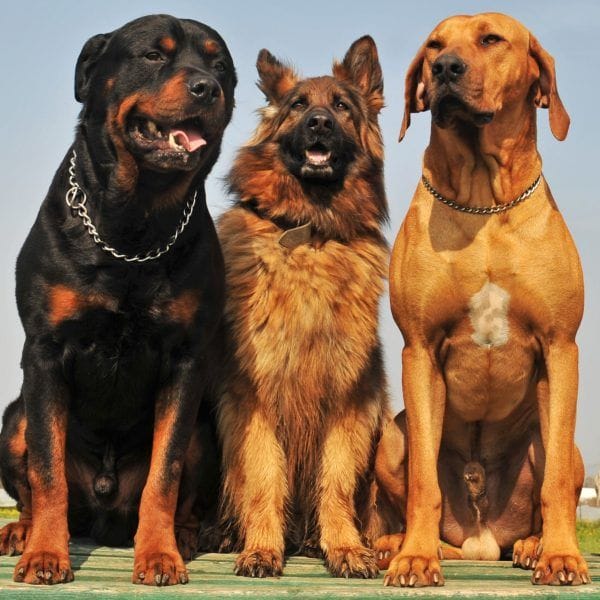 Hyderabad to hold India’s first dog bravery awards