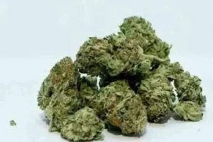 Task Force SEZ seizes 908 kg of marijuana worth 2.7 crore in Bandlaguda