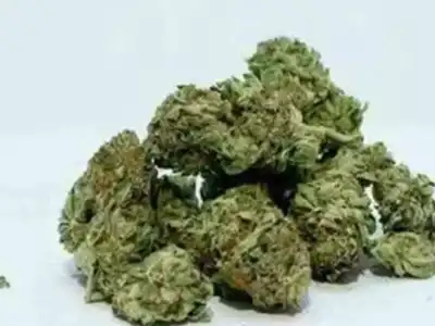 Task Force SEZ seizes 908 kg of marijuana worth 2.7 crore in Bandlaguda