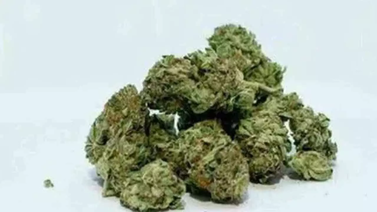 Task Force SEZ seizes 908 kg of marijuana worth 2.7 crore in Bandlaguda