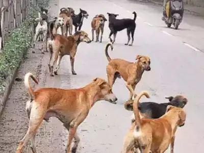 City officials remove stray dogs from hospital areas