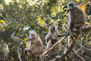BJP MP Konda Vishweshwar Reddy Launches Drive Against Monkey Menace in Chevella