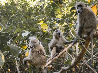 BJP MP Konda Vishweshwar Reddy Launches Drive Against Monkey Menace in Chevella