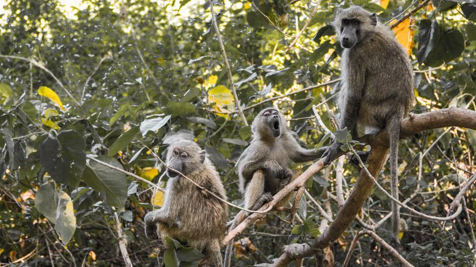 BJP MP Konda Vishweshwar Reddy Launches Drive Against Monkey Menace in Chevella