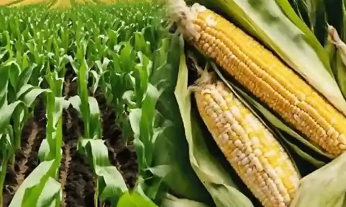 Government to transfer Rs 588 crore to maize farmers’ accounts