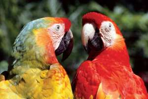 Exotic Birds to Be Showcased at Kotwalguda Eco Park