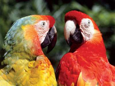 Exotic Birds to Be Showcased at Kotwalguda Eco Park
