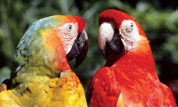 Exotic Birds to Be Showcased at Kotwalguda Eco Park