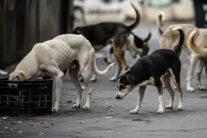 100 stray dogs poisoned to death near Hyderabad, investigation underway