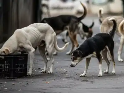 100 stray dogs poisoned to death near Hyderabad, investigation underway