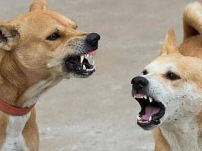 Stray dogs attack eight-year-old in Amberpet