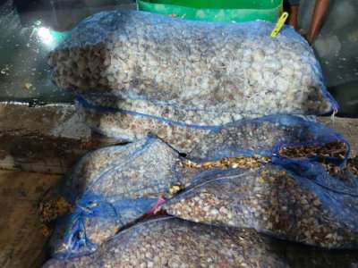Hyderabad: Man arrested with fake ginger-garlic paste worth Rs 22 lakh