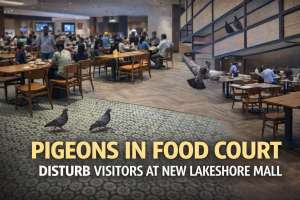 Pigeons Flying in LakeShore Mall Food Court Raise Hygiene Concerns