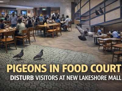 Pigeons Flying in LakeShore Mall Food Court Raise Hygiene Concerns