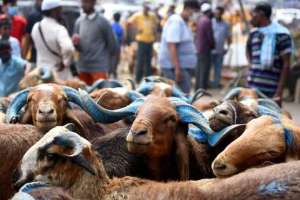 Hyderabad Police Warn Goat and Sheep Sellers of Digital Payment Frauds During Eid al-Adha
