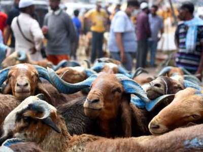 Hyderabad Police Warn Goat and Sheep Sellers of Digital Payment Frauds During Eid al-Adha