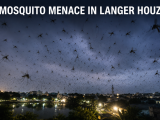 Terrible Mosquito Menace Reported in Langer Houz as Residents Raise Concerns