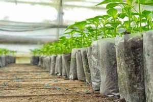 HMDA to Distribute Free Saplings at Nursery Mela on Necklace Road This Friday