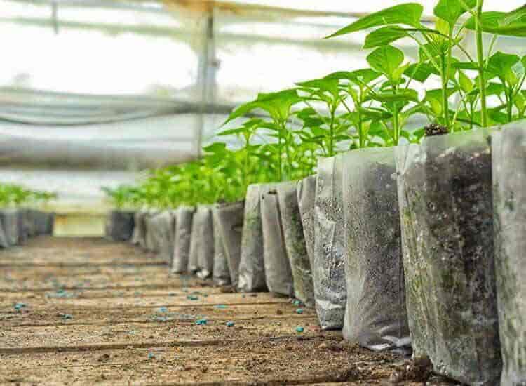 HMDA to Distribute Free Saplings at Nursery Mela on Necklace Road This Friday